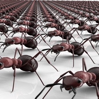 Hubení mravenců likvidace mravenci